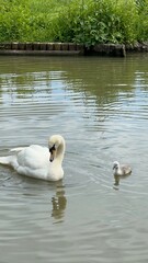 Famille de cygnes au bord de l'eau