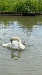 Famille de cygnes au bord de l'eau