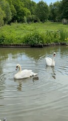 Famille de cygnes au bord de l'eau