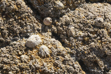 Ocean life clings to rocks