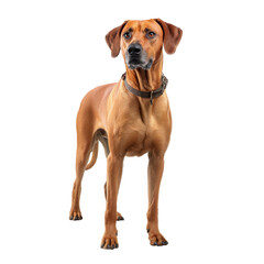 Obraz premium Friendly golden dog standing alert, medium-sized canine with short coat and expressive eyes, perfect for pet-related themes. Isolated on white background or PNG