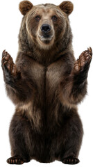 Majestic Bear Portrait: A powerful grizzly bear stands tall, its imposing physique and intelligent gaze conveying strength and wild beauty, creating a vivid depiction of the animal.