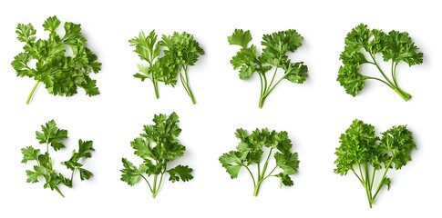 Fototapeta premium Parsley leaves, cut out on a white background