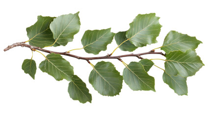 Fototapeta premium Green Birch Tree Leaves Isolated on White Background