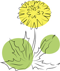 realistic blooming dandelion flower with decorative color spots of yellow and green hand drawn black curved simple lines