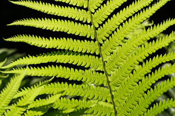 Bright green fern leaves dance under sunlight in a lush forest setting