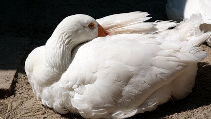 Fototapeta premium Elegant white goose resting quietly on warm sand during a sunny afternoon