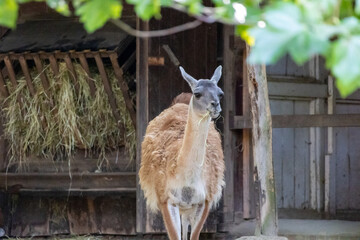Guanaco portrait at the zoo