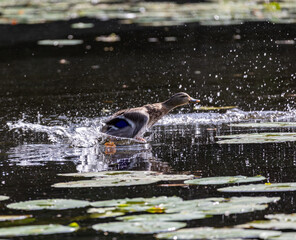 Female mallard taking off from the pond with splashes