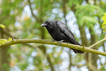 A carrion crow (Corvus corone) perches on a branch in spring 2025 in a forest park in the Netherlands. Detailed image of the bird and blurred background.