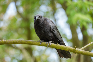 Front view of a carrion crow (Corvus corone) on a branch in a green wooded area in the Netherlands, taken in spring 2025.