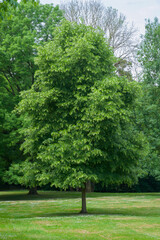 Beautiful close-up of tilia cordata