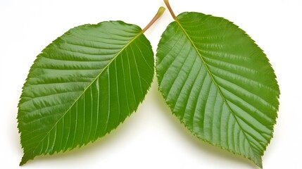 Obraz premium Two Vibrant Green Leaves Closeup Nature Photography