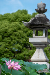 石灯籠と蓮の花が彩る日本の初夏の風景