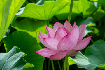 鮮やかな緑の葉に映えるピンク色の蓮の花