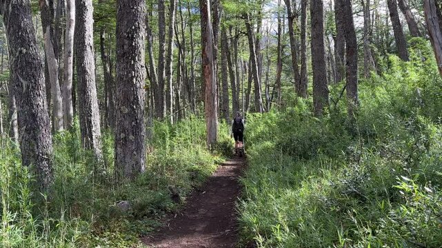 Hiker walking through dense lenga forest on sunny day