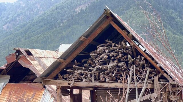 Deodar Footage and Forest Life, Exploring Jungles, Trees, Timber Craft, Carpenters, and the Vital Role of Green Gold in Our Ecosystem in Jammu and Kashmir
