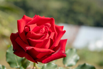 red rose in garden