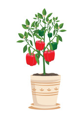 Bush of bell pepper with red ripe peppers in a flowerpot. Growing vegetables at home. Organic gardening. Vegetarianism and healthy eating. Vector illustration isolated on a white background.