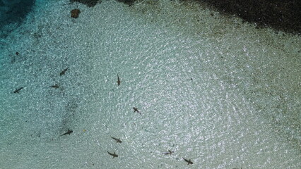Shark point with lots of Reef sharks at Wayag island, Raja Ampat, West Papua, Indonesia