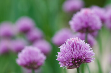 Beautiful close-up of allium schoenoprasum