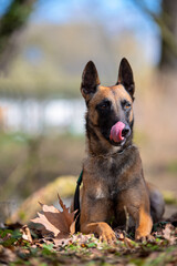 Malinois junge Hündin im Platz mit der Zung am beschwichtigen