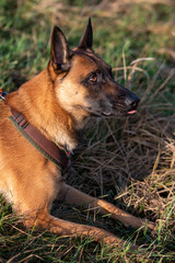 Malinois im Platz warten auf das nächste Komando