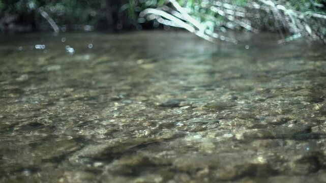 Water rolling at the river in the forest
