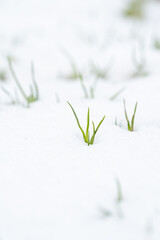 A small green plant is growing in the snow