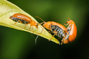 Three orange beetles interacting on leaf edge