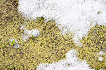 A patch of snow is covered in green moss