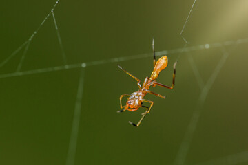 Ant-mimicking spider hanging on web: myrmarachne plataleoides weaving its trap