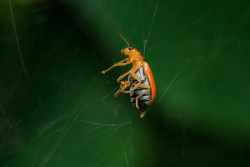 Aulacophora foevicollis hanging upside down on spider web