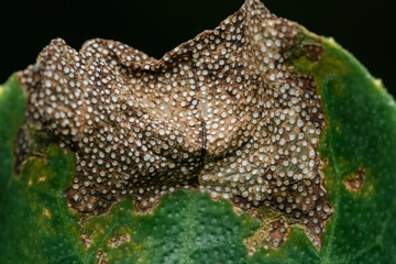 Citrus canker covering part of a leaf, causing brown spots and pustules