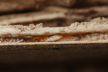 Termite hiding in damaged wood structure creating tunnels