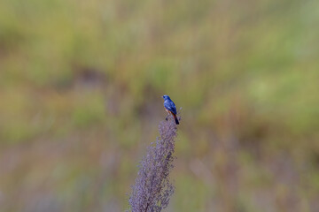 Hodgson's redstart (Phoenicurus hodgsoni) at Kaho, Walong, Arunachal Pradesh, India