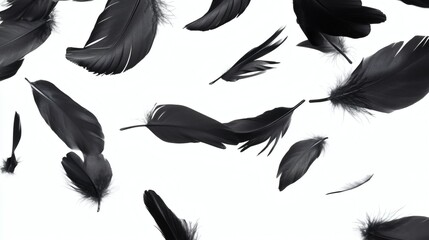 Abstract flying goose black feathers floating on white background.