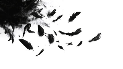 Abstract flying goose black feathers floating on white background. © Pickoloh
