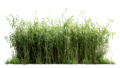 Lush green reed grass thicket isolated on black