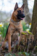Malinois konzentriert bei der Unterordnung