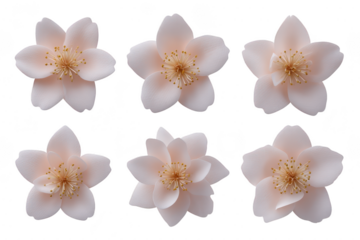 A six delicate white flowers with soft petals and intricate stamens are arranged against plain background, showcasing their natural beauty and elegance