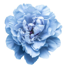Soft blue peony flower with ruffled petals image isolated transparent. Floral paeonia cut out photo png. Bloom. Chinese new year. Botanical paeoniaceae cutout element object photography