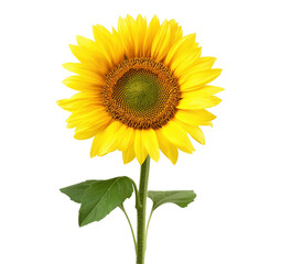 Fototapeta premium Yellow sunflower image isolated transparent. Helianthus annuus. Floral annual forb cut out photo png. Sun flower bloom agriculture. Botanical summer blossom cutout element photography