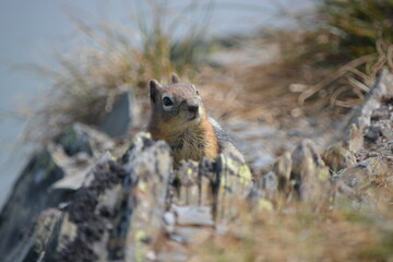 Close up of ground squirrel in the subalpine