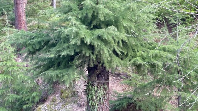 Deodar Footage and Forest Life, Exploring Jungles, Trees, Timber Craft, Carpenters, and the Vital Role of Green Gold in Our Ecosystem in Jammu and Kashmir