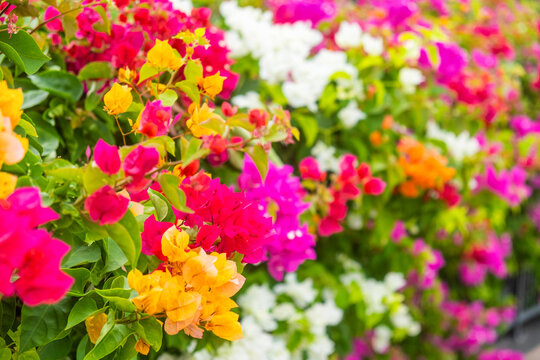 Colorful blooming bougainvillea flowers in shades of pink, yellow, orange and white creating a vibrant summer garden background. Abstract nature background. Floral texture