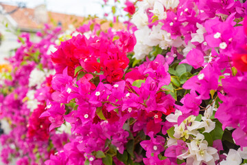 Bright colorful bougainvillea flowers in full bloom with pink, red and white petals creating a vibrant floral background. Abstract nature background. Floral texture