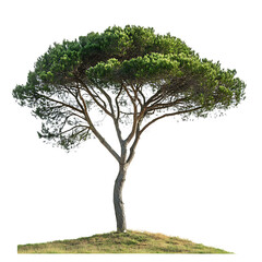 Majestic italian stone pine tree on hill