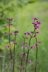 Smółka pospolita z drobnymi różowymi kwiatami na tle zielonej łąki – dziko rosnąca roślina polna w naturalnym środowisku © Henryk Guziak