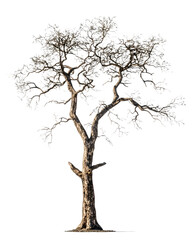 Fototapeta premium Single deciduous tree isolated on black background
